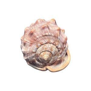 Cameo Red Helmet Bullmouth Conch Sea Shell Cassis Rufa